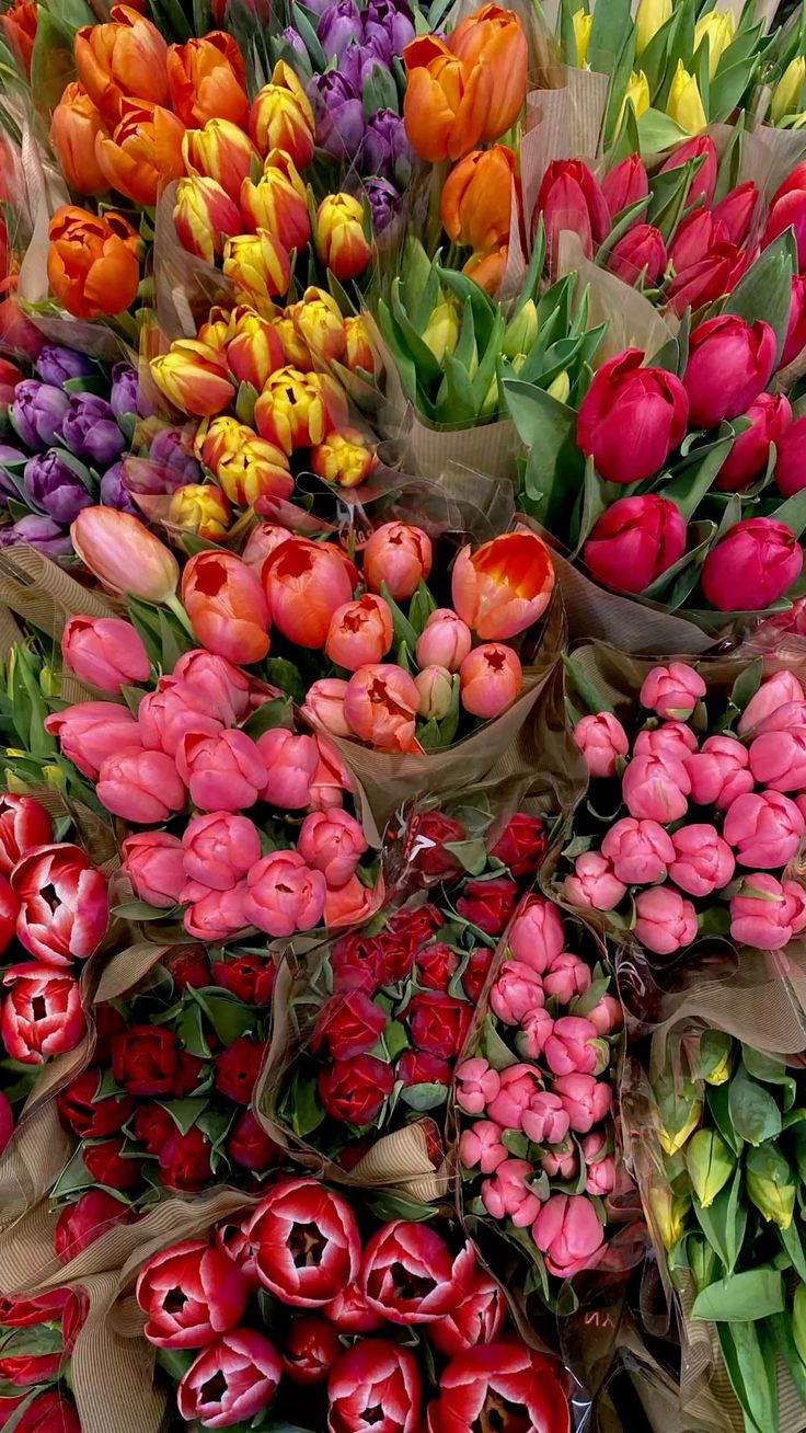 Bunga Tulip